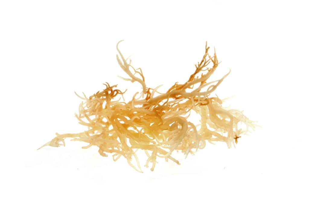 sea moss